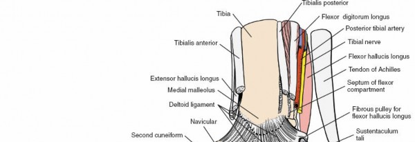 Illustration 8 for Navigate Ankle Surgery: Essential Anatomy for Approaches to the Ankle