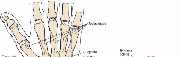 Illustration 47 for Essential Surgical Approaches: Uncover Every Aspect of the Wrist