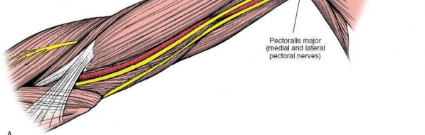 Illustration 6 for Mastering the Approach to the Distal Humerus: Safety & Skills