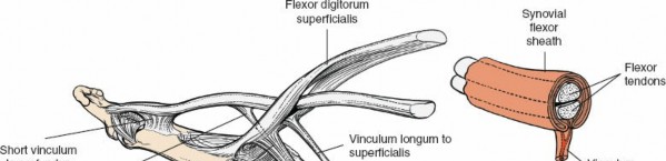 Illustration 180 for Essential Surgical Approaches: Uncover Every Aspect of the Wrist