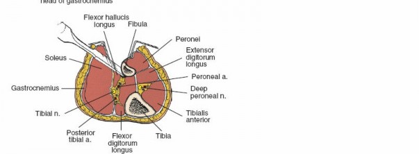 Illustration 100 for Surgical Access: Mastering the Tibia's Surface & Fibula Approaches