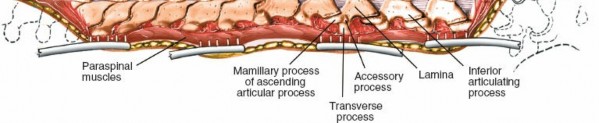 Illustration 364 for Approach to the Lumbar Spine: Mastering Techniques & Anatomy