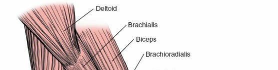 Illustration 128 for Mastering the Approach to the Distal Humerus: Safety & Skills