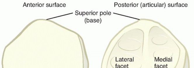 Restore Knee Function: Patella Repair with Tension Band Construct