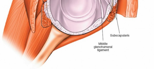 Illustration 224 for Essential Guide: Mastering Every Approach to the Shoulder