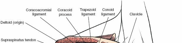 Illustration 25 for Enhance Anterior Shoulder Surgery: Crucial Joint Applied Surgical Anatomy