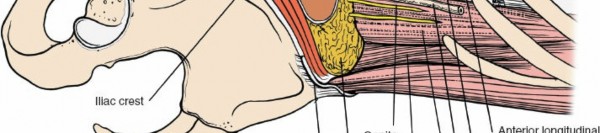 Illustration 165 for Approach to the Lumbar Spine: Mastering Techniques & Anatomy