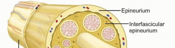 Primary Repair and Nerve Grafting following Complete Nerve Transection in the Hand, Wrist, and Forearm