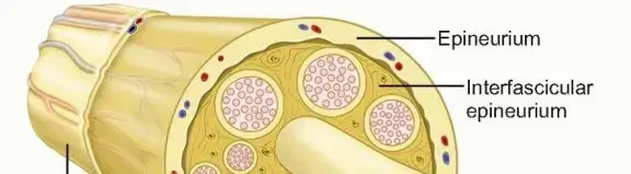 إصلاح الأعصاب المقطوعة وزراعة العصب: استعادة الحياة لحركتك وإحساسك مع الأستاذ الدكتور محمد هطيف