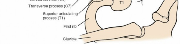 Illustration 289 for Approach to the Lumbar Spine: Mastering Techniques & Anatomy