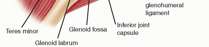 Illustration 13 for The Anatomy of the Shoulder & Elbow: Master Your Body