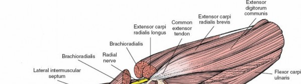 Illustration 116 for Mastering Elbow Approaches: Applied Surgical Anatomy for Precision