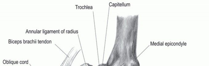 Ulnar Collateral Ligament Reconstruction: Return to Play Stronger