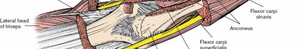 Illustration 22 for Critical Elbow Applied Surgical Anatomy: Enhance Your Practice
