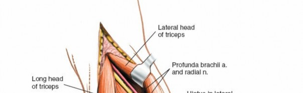 Illustration 40 for Mastering the Approach to the Distal Humerus: Safety & Skills