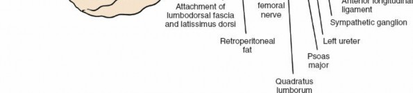 Illustration 137 for Approach to the Lumbar Spine: Mastering Techniques & Anatomy