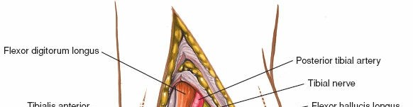 Illustration 57 for Optimized Approaches to the Dorsum of the Foot & Ankle