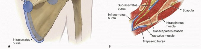 Illustration 5 for Is Your Dorsal Scapular Nerve Causing Snapping Scapula Pain?