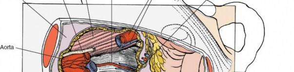 Illustration 124 for Approach to the Lumbar Spine: Mastering Techniques & Anatomy