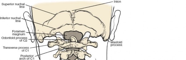 Illustration 212 for Approach to the Lumbar Spine: Mastering Techniques & Anatomy