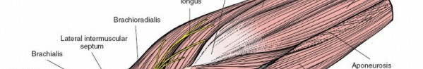 Illustration 15 for Critical Elbow Applied Surgical Anatomy: Enhance Your Practice