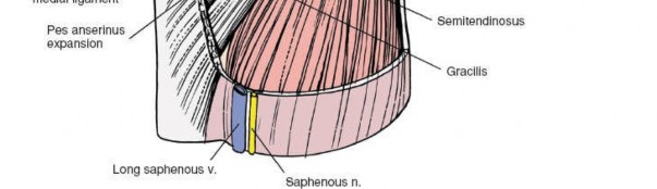 Illustration 113 for Mastering Knee Approaches: Spotlight on Superficial Medial Ligament