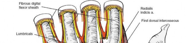 Illustration 70 for Volar Approach: Optimal Exposure for the Volar aspect of the Distal Radius