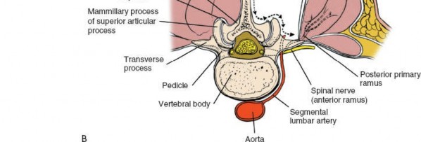 Illustration 362 for Approach to the Lumbar Spine: Mastering Techniques & Anatomy