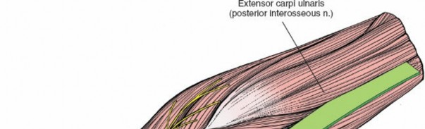 Illustration 45 for Mastering Approaches to the Upper Third of the Radius