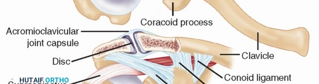 Illustration 8 for The Anatomy of the Shoulder & Elbow: Master Your Body