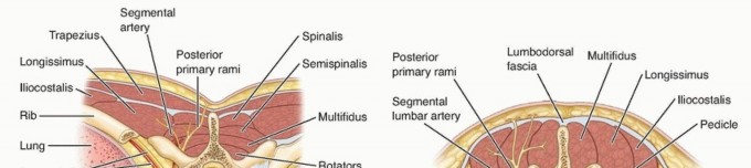 Illustration of exposure of the thoracic - Dr. Mohammed Hutaif
