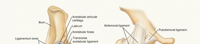 Illustration of head of the femur - Dr. Mohammed Hutaif