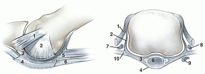 Plantar Plate Repair: End Lesser Toe Pain & Instability