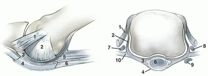 صورة توضيحية لـ تمزق صفيحة القدم اللفافة (البلانتر): دليلك الشامل لراحة قدميك في اليمن والخليج