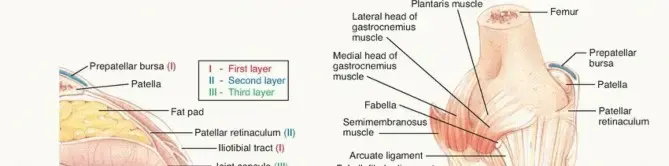 صورة توضيحية لـ إصابات الزاوية الخلفية الوحشية للركبة: دليل شامل للمرضى مع الأستاذ الدكتور محمد هطيف