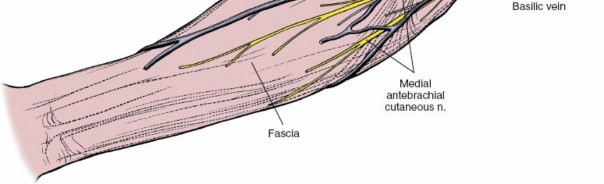 Illustration 71 for Mastering Elbow Approaches: Applied Surgical Anatomy for Precision