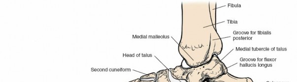 Illustration 145 for Optimized Approaches to the Dorsum of the Foot & Ankle