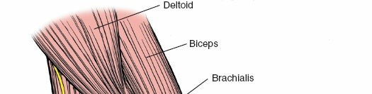 Illustration 33 for Surgical Anatomy of the Arm: Navigating Key Neurovascular Structures