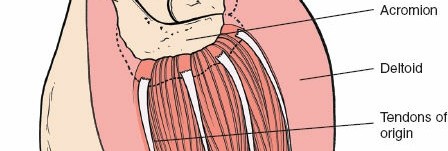 Illustration 140 for Essential Guide: Mastering Every Approach to the Shoulder