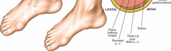 Illustration 116 for Surgical Access: Mastering the Tibia's Surface & Fibula Approaches