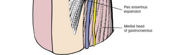 Illustration 88 for Mastering Knee Approaches: Spotlight on Superficial Medial Ligament