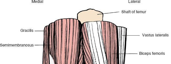 Illustration of fossa the popliteal - Dr. Mohammed Hutaif