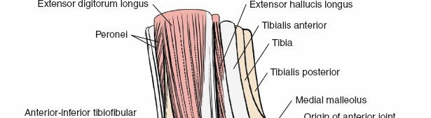 Illustration 19 for Navigate Ankle Surgery: Essential Anatomy for Approaches to the Ankle