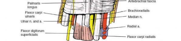 Illustration 51 for Volar Approach: Optimal Exposure for the Volar aspect of the Distal Radius