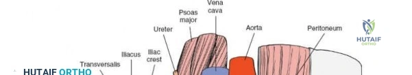 Illustration of anatomy of the ilioinguinal - Dr. Mohammed Hutaif