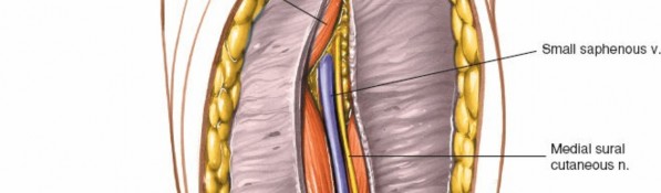 Illustration 181 for Mastering Knee Approaches: Spotlight on Superficial Medial Ligament