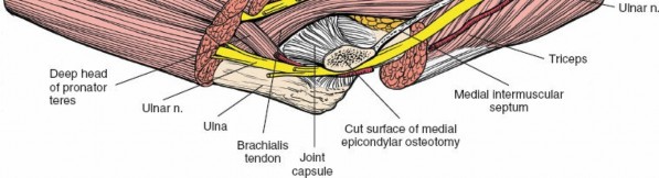 Illustration 10 for Critical Elbow Applied Surgical Anatomy: Enhance Your Practice