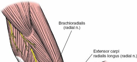 Illustration 75 for Mastering the Approach to the Distal Humerus: Safety & Skills