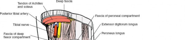 Illustration 175 for Optimized Approaches to the Dorsum of the Foot & Ankle