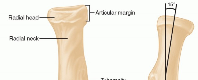 Illustration 24 for The Anatomy of the Shoulder & Elbow: Master Your Body